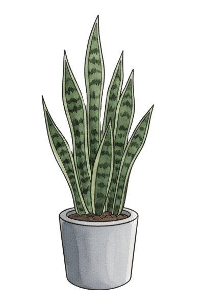 A cute illustration of a potted house plant, mother-in-law's tongue